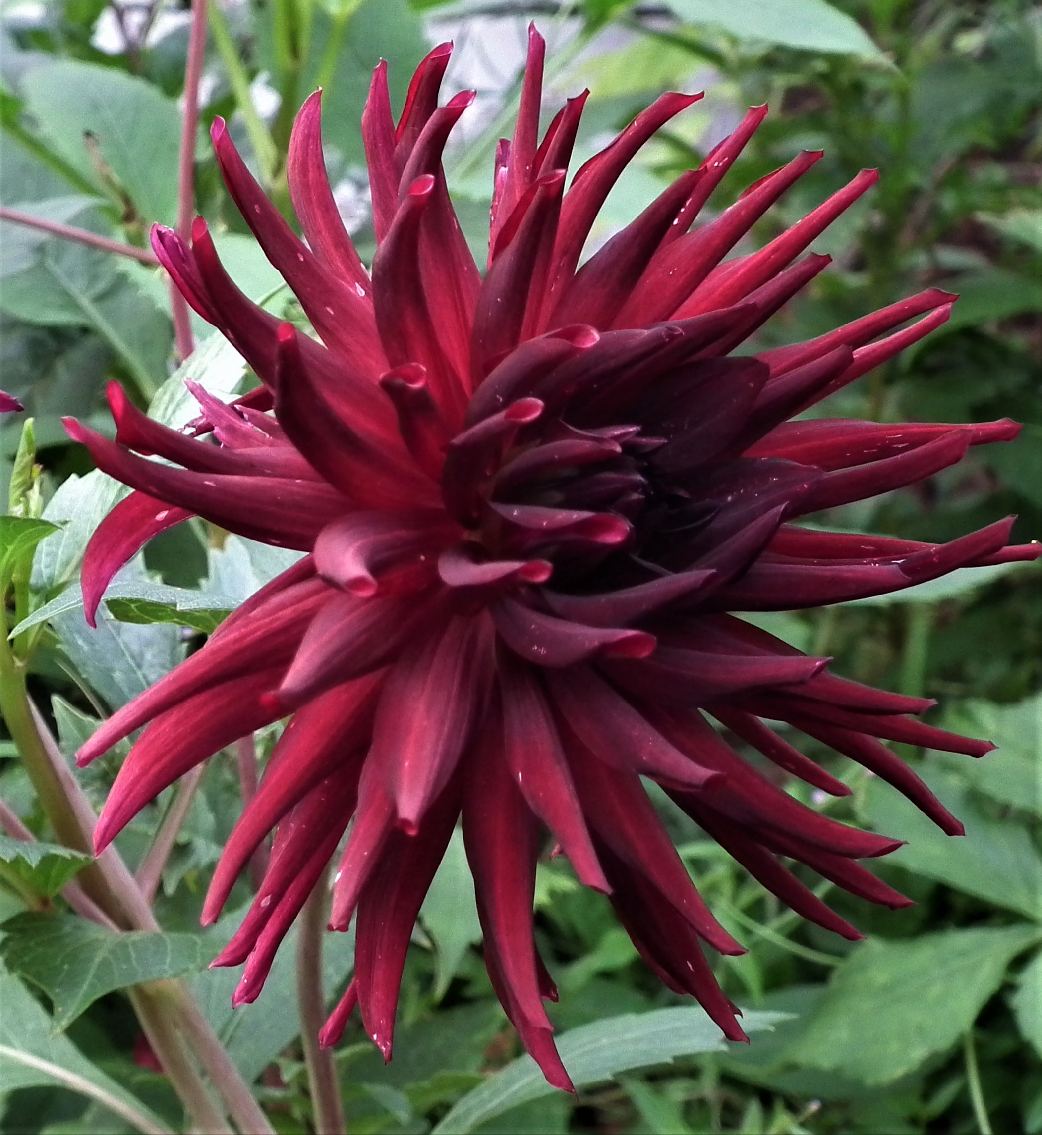 Dahlia Nuit D' Ete
